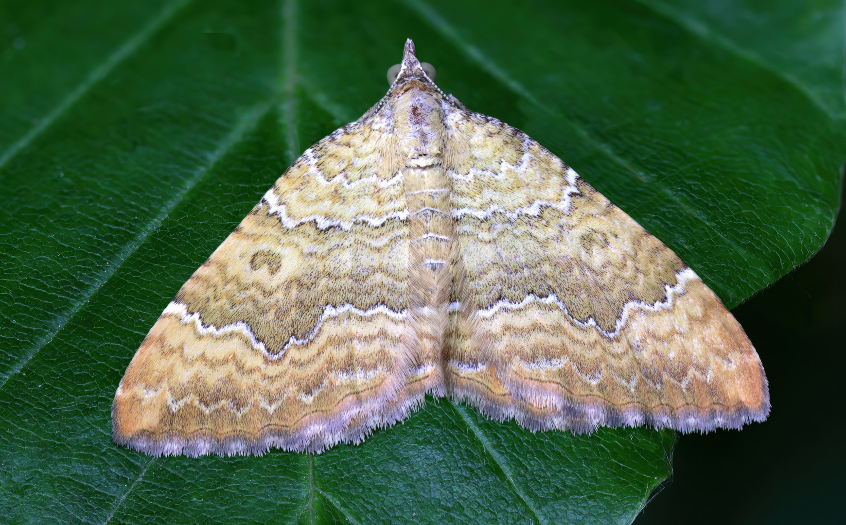 Ockergelber Blattspanner  ( Camtogramma bilineata )