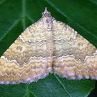 Ockergelber Blattspanner  ( Camtogramma bilineata )