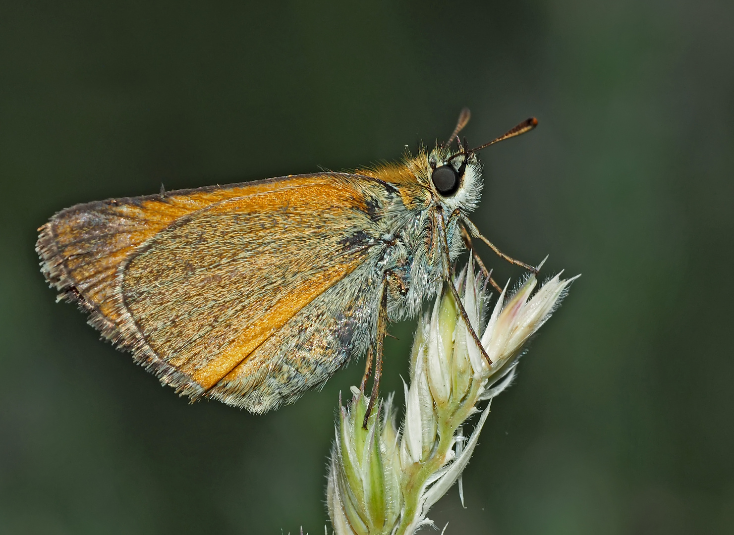 Ockergelber Braun-Dickkopffalter (Thymelicus sylvestris) - L'Hespérie de la houque.