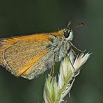 Ockergelber Braun-Dickkopffalter (Thymelicus sylvestris) - L'Hespérie de la houque.