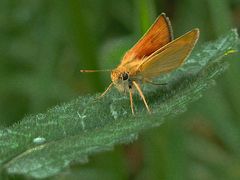 Ockergelber Braundickkopffalter (Thymelicus sylvestris)