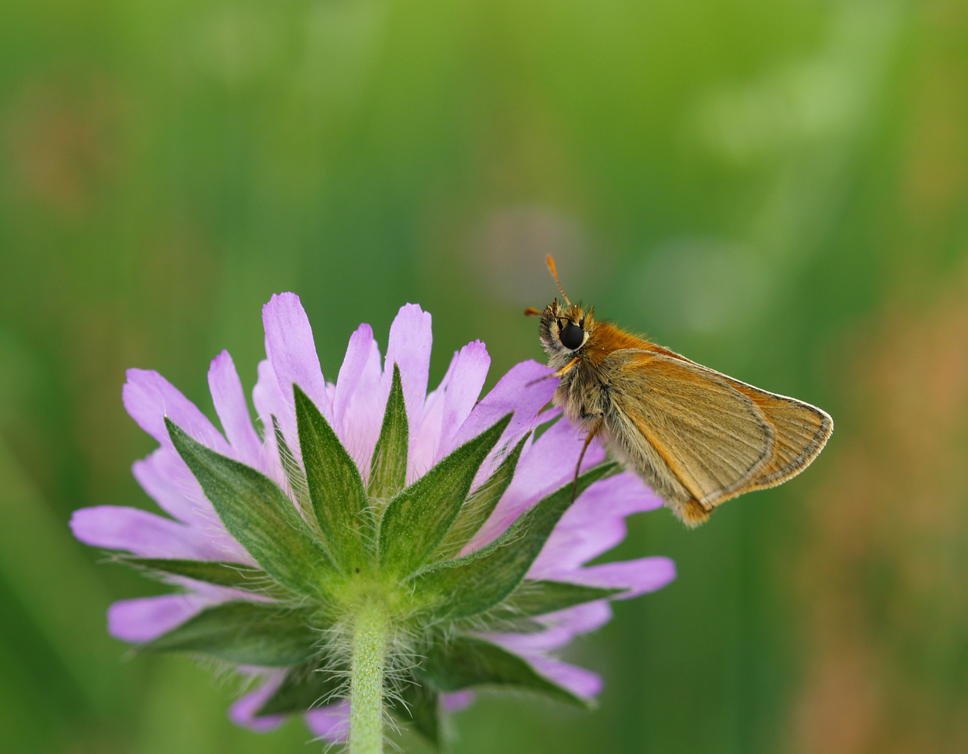 Ockergelber Dickkopffalter auf Witwenblüte