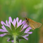 Ockergelber Dickkopffalter auf Witwenblüte