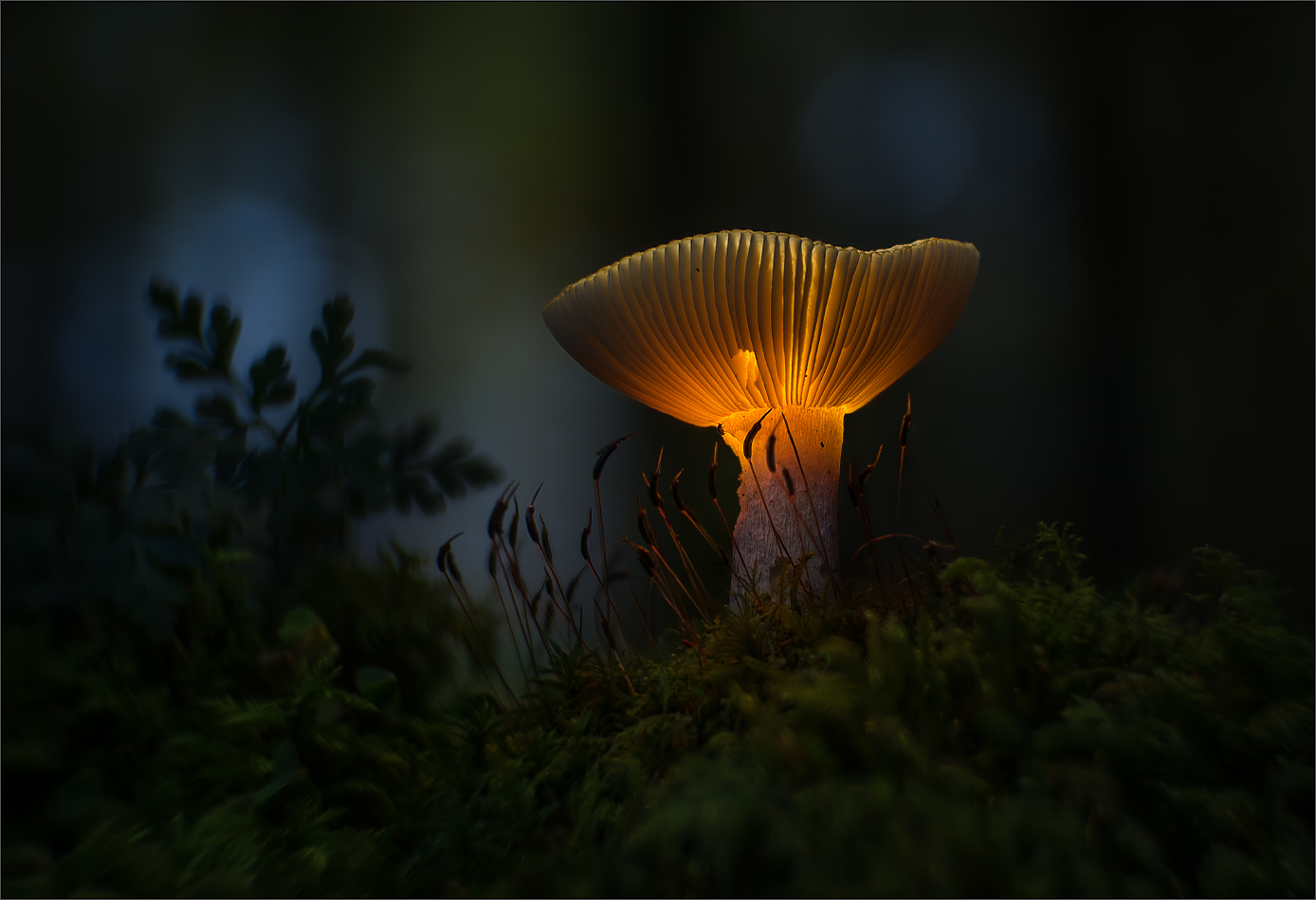 Ockertäubling (Russula ochroleuca)