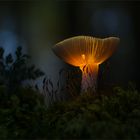 Ockertäubling (Russula ochroleuca)