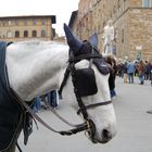 O..com'è delizioso andar sulla carrozzella....