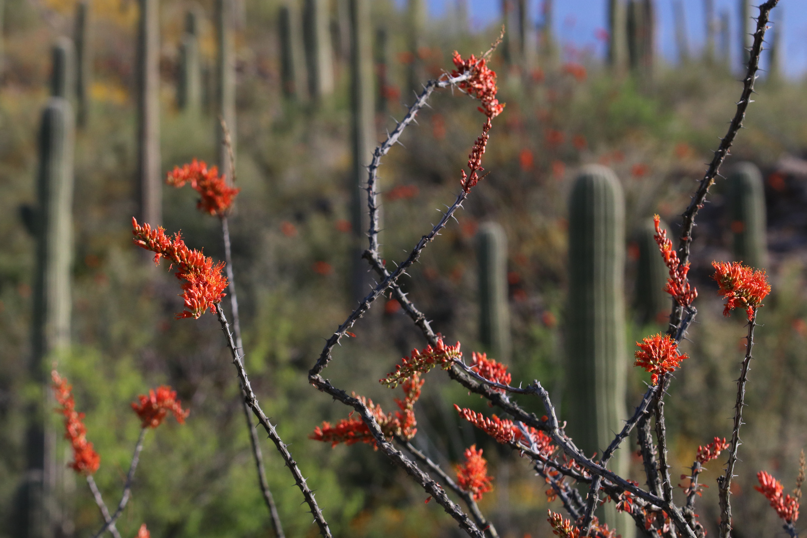 Ocotillo