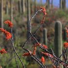 Ocotillo