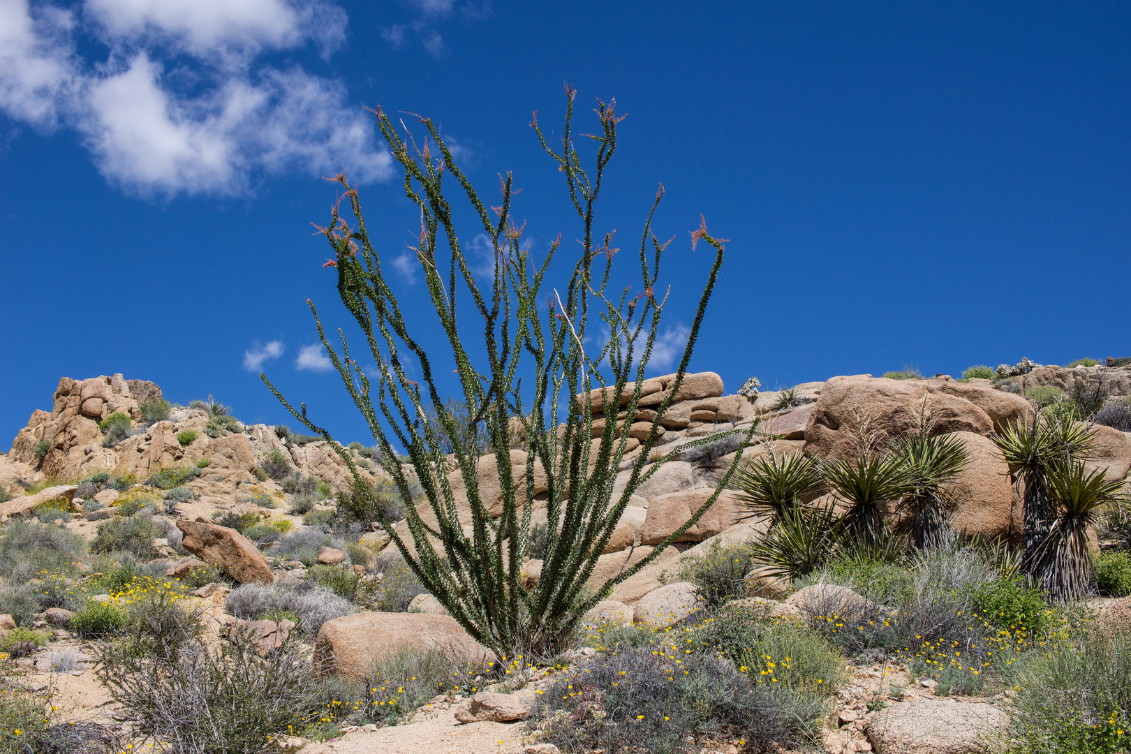 Ocotillo