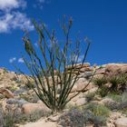 Ocotillo