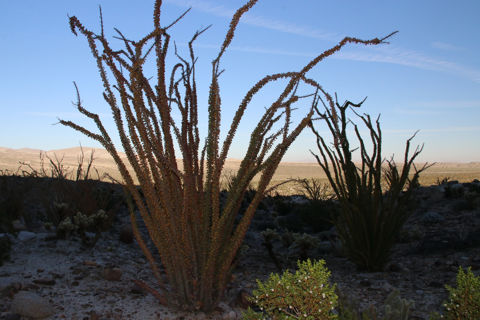 Ocotillo Foto & Bild north america, united states, landschaft Bilder