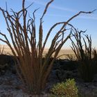 Ocotillo