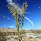 Ocotillo