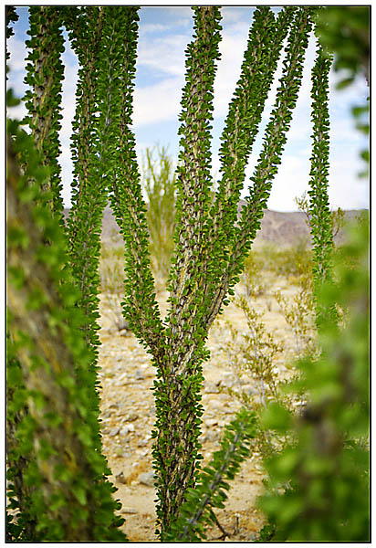 Ocotillo Kakteen - Joshua Tree National Park - California, USA