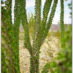 Ocotillo Kakteen - Joshua Tree National Park - California, USA