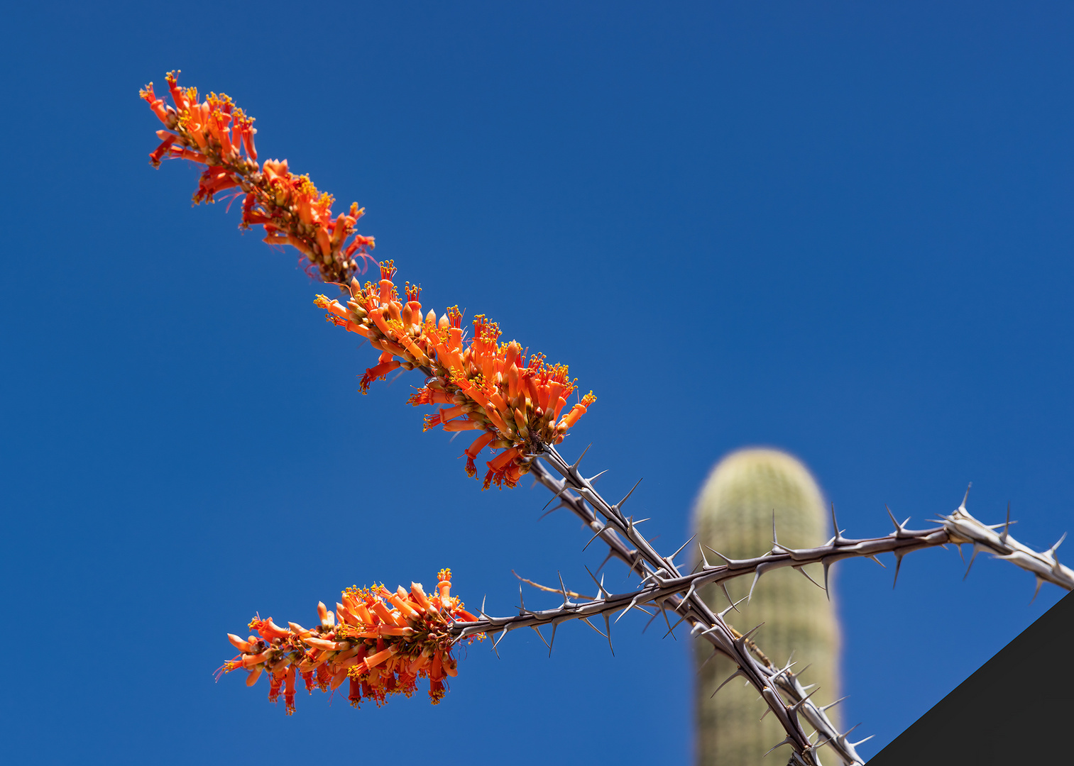 Ocotillo mit Eckläufern