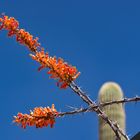 Ocotillo mit Eckläufern