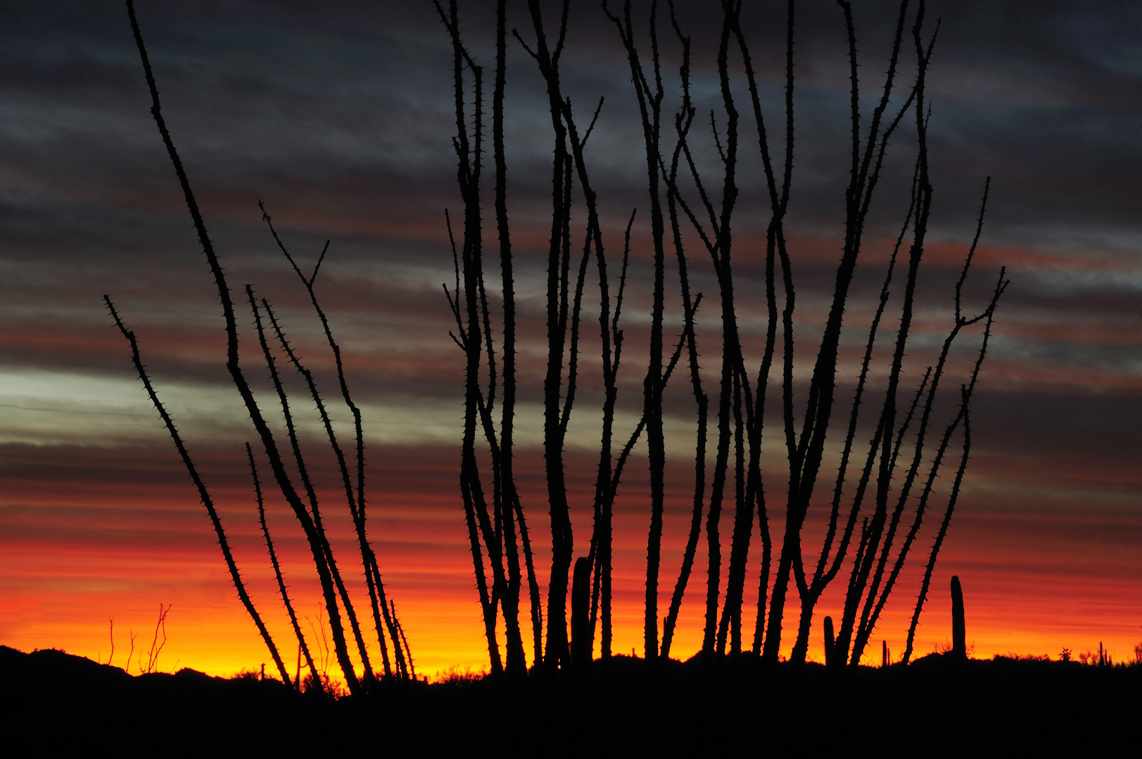 Ocotillo, Organ Pipe Cactus NM