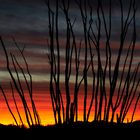 Ocotillo, Organ Pipe Cactus NM