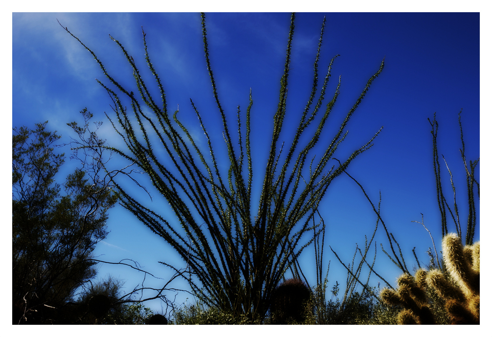 Ocotillo Plant