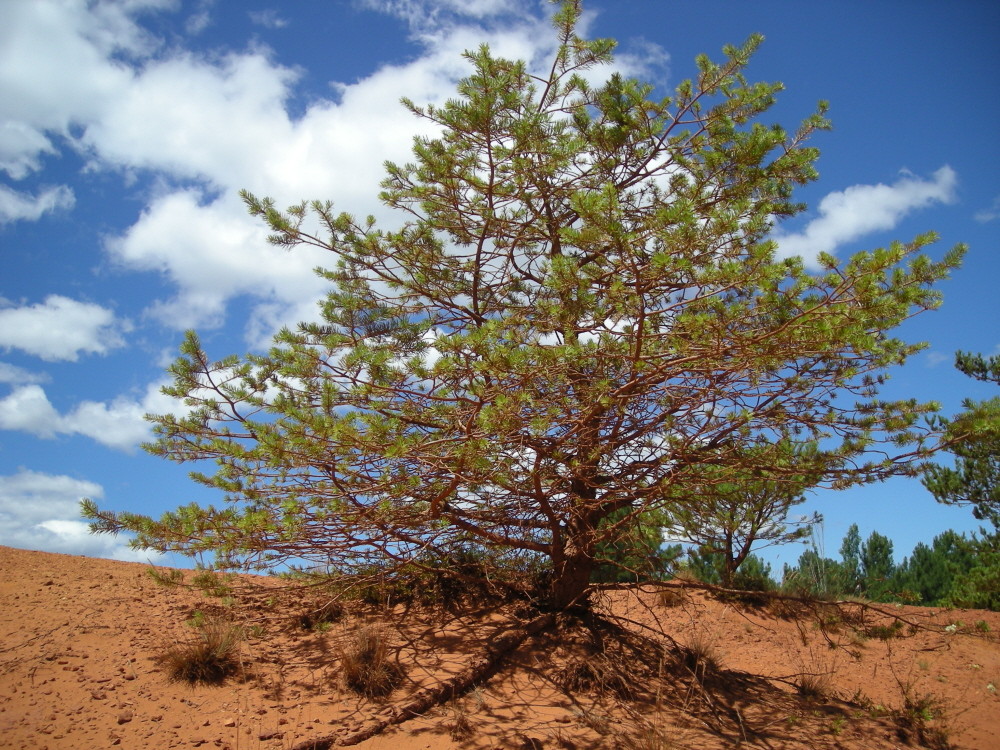 Ocres de Rustrel