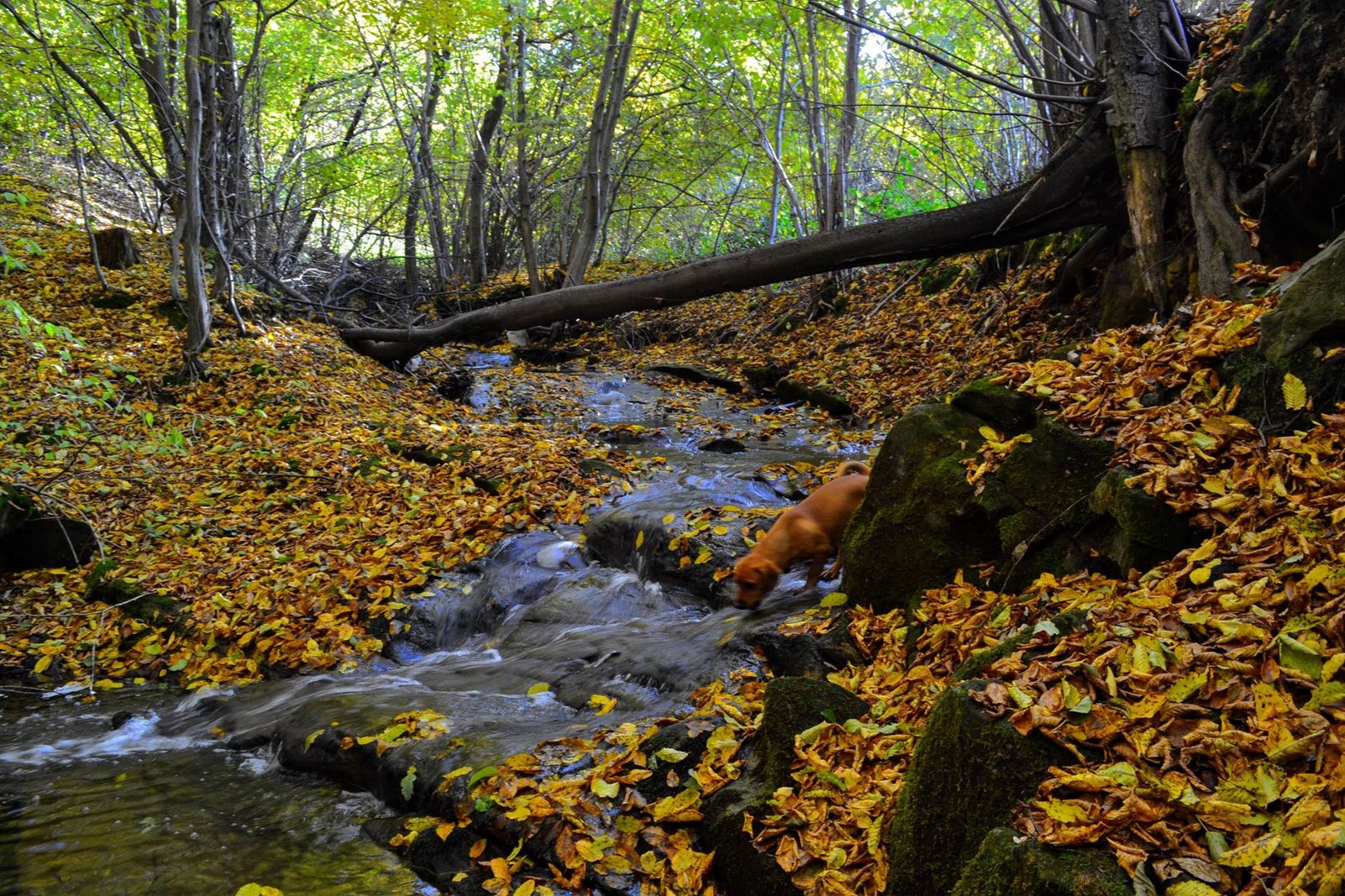 October forest