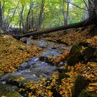 October forest