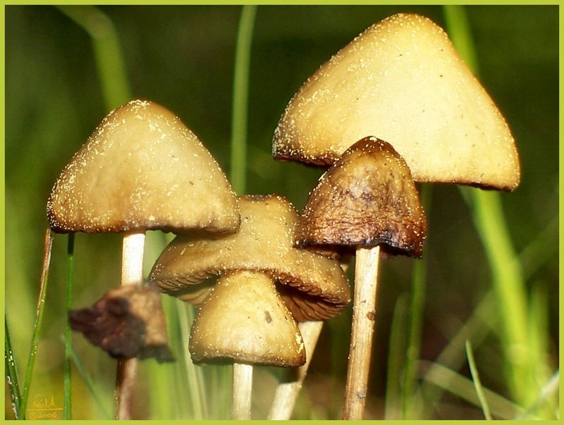 October fungi #01