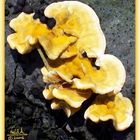 October Fungi #02