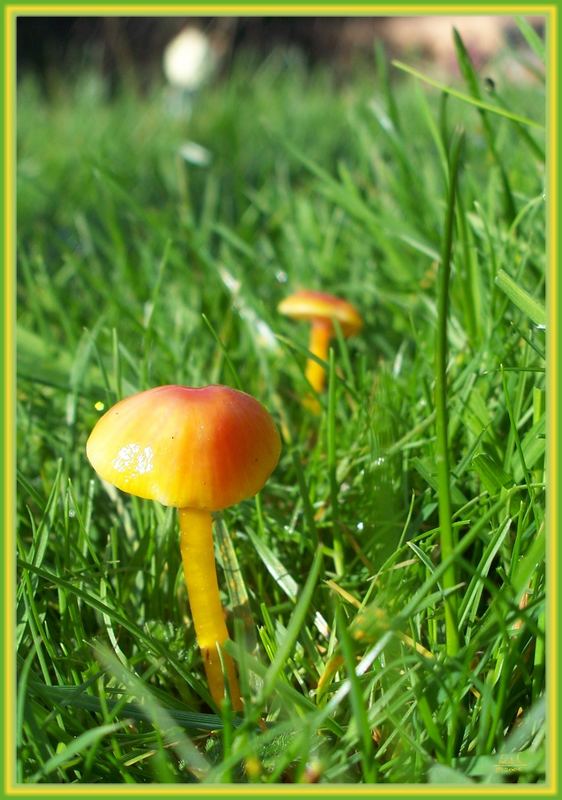 October Fungi #03