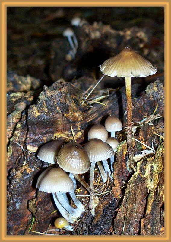 October Fungi #04