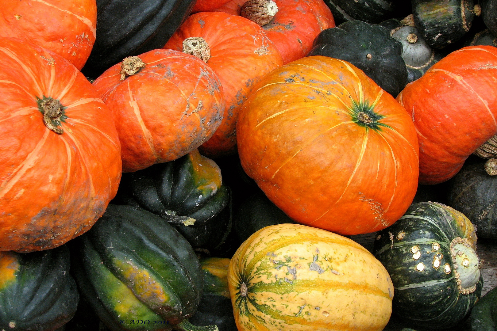 October Harvest (5)