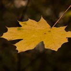 October leaves...