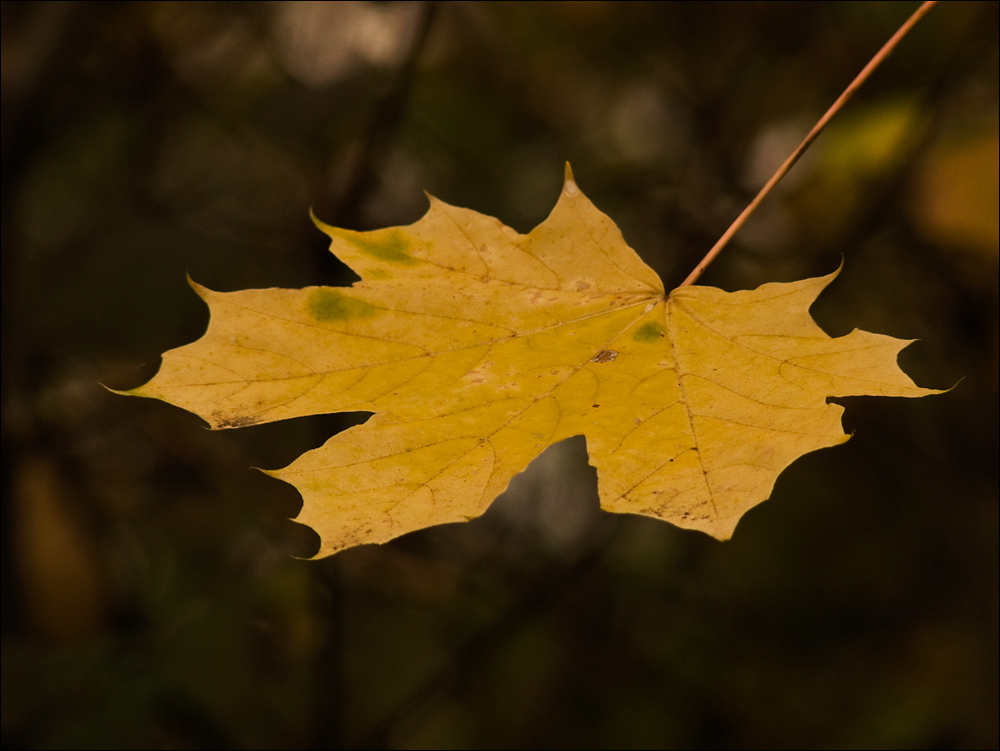 October leaves...