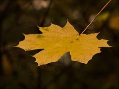 October leaves...