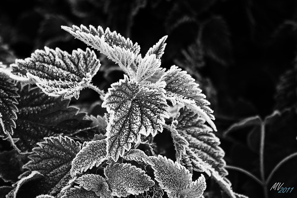 October Morning Frost I