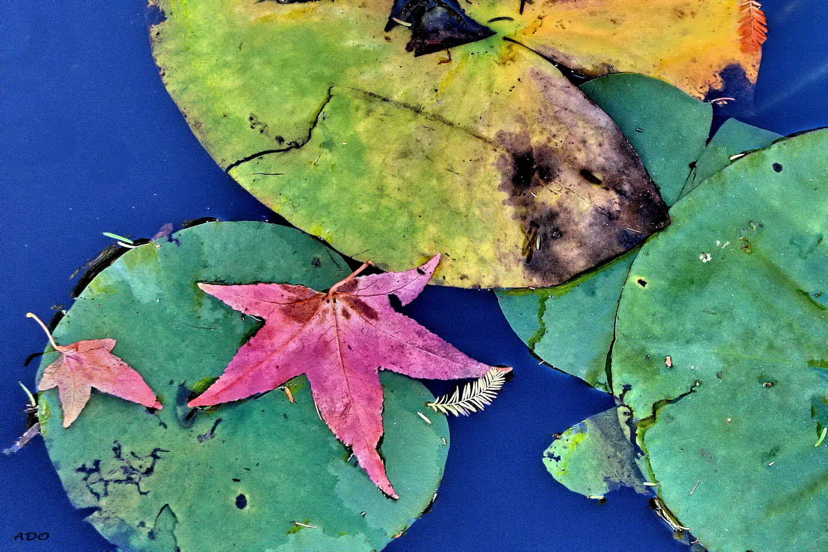 October Pond (2)