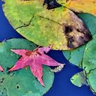 October Pond (2)
