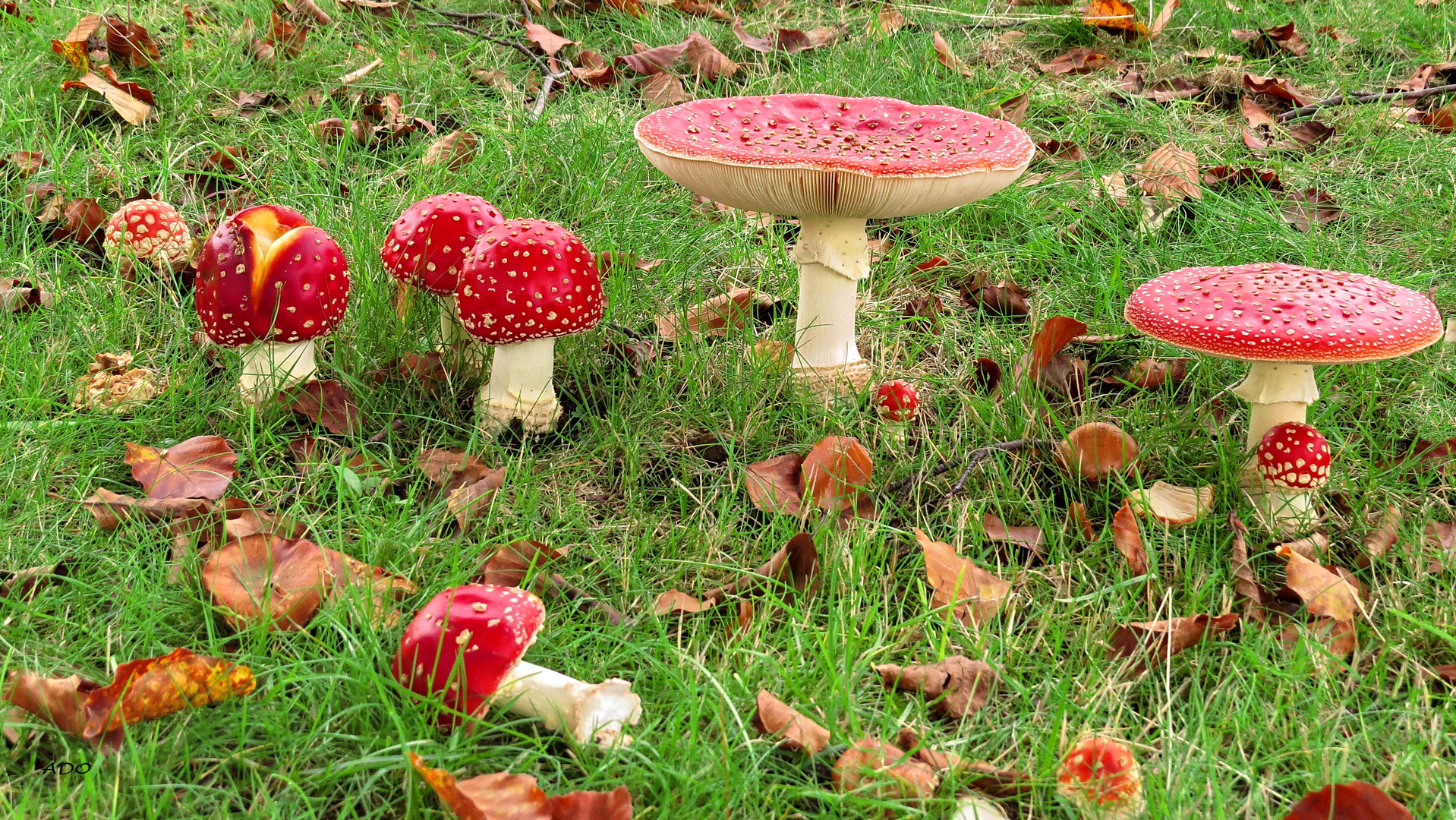 October - un temps pour les champignons