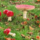 October - un temps pour les champignons