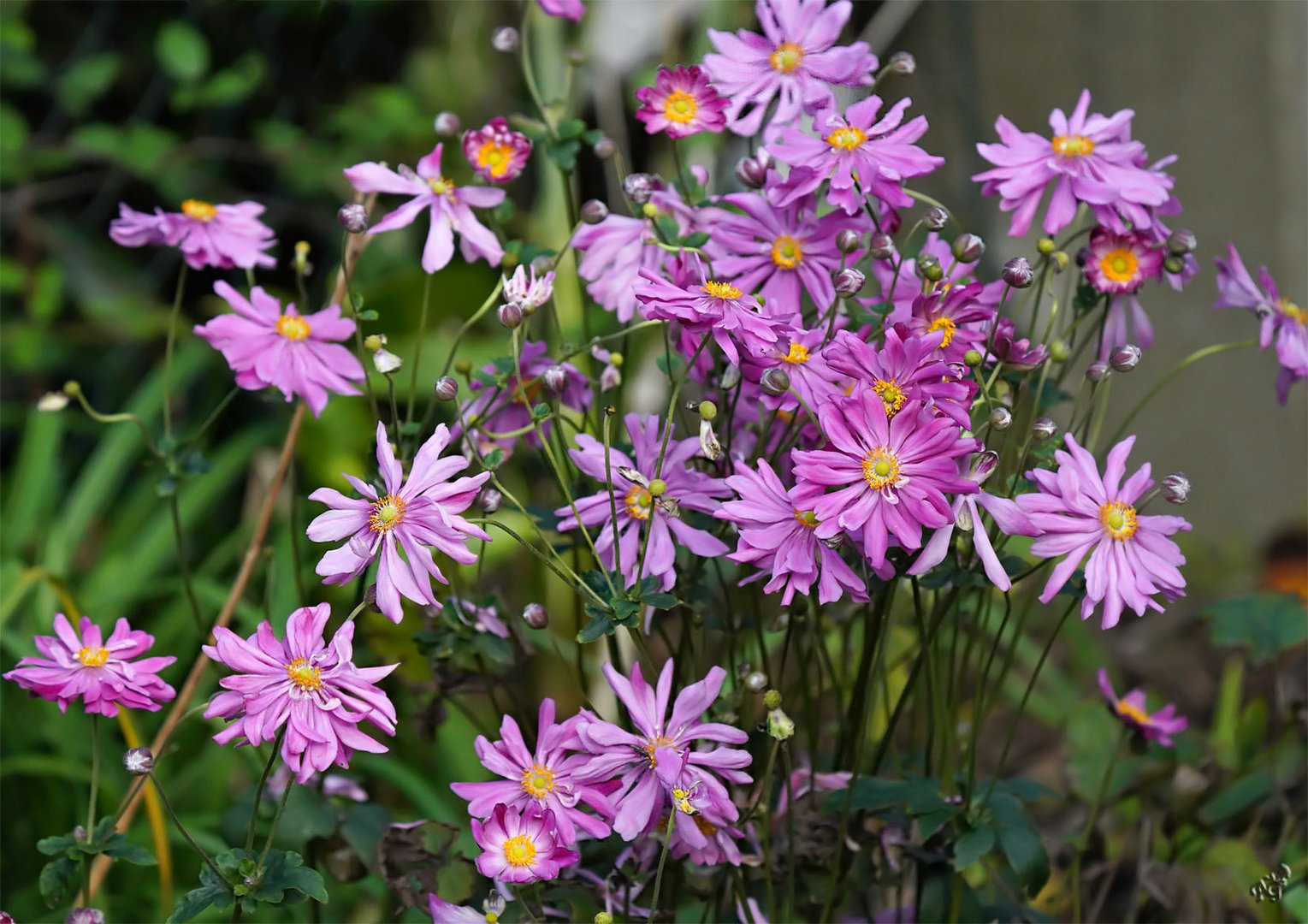 Octobre au jardin ...