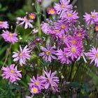 Octobre au jardin ...