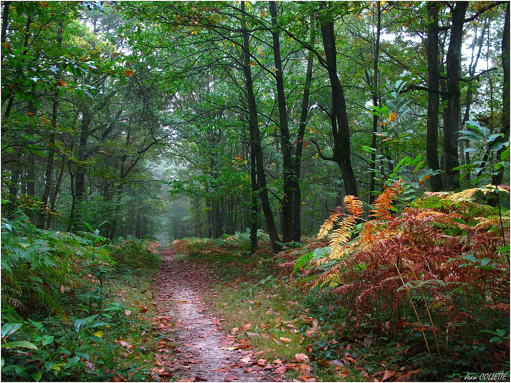 Octobre en forêt.