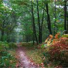 Octobre en forêt.