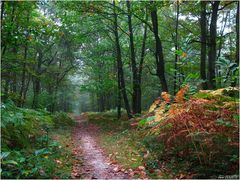 Octobre en forêt.