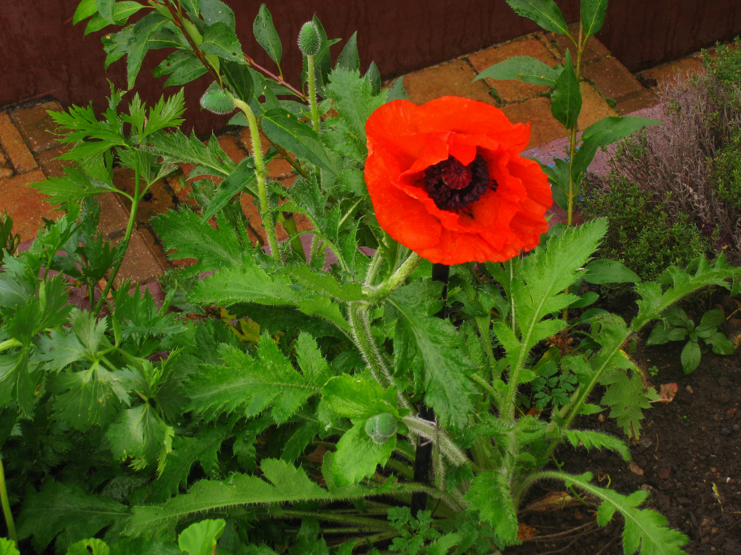 Octobre Rouge