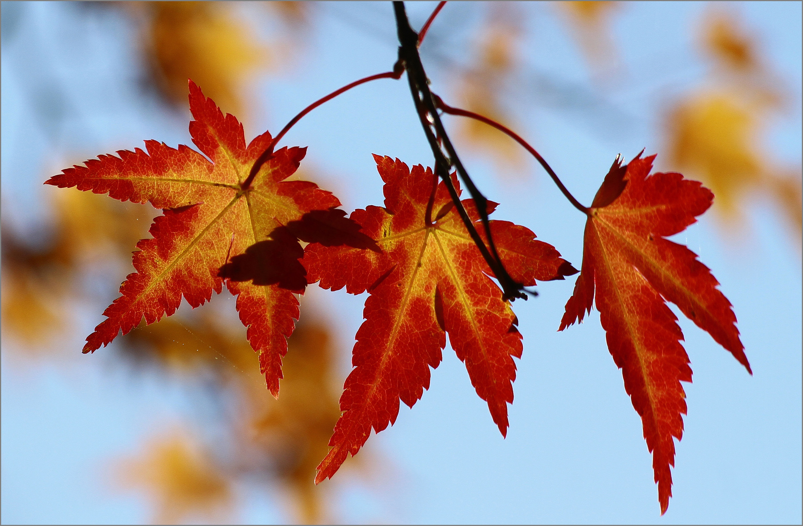 Octobre rouge