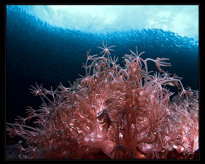 Octocorals and Sardines