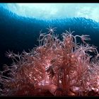 Octocorals and Sardines