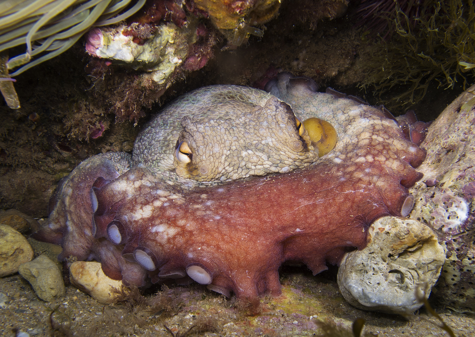 Octopus